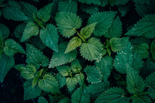 Licka juha od koprive s krumpirom